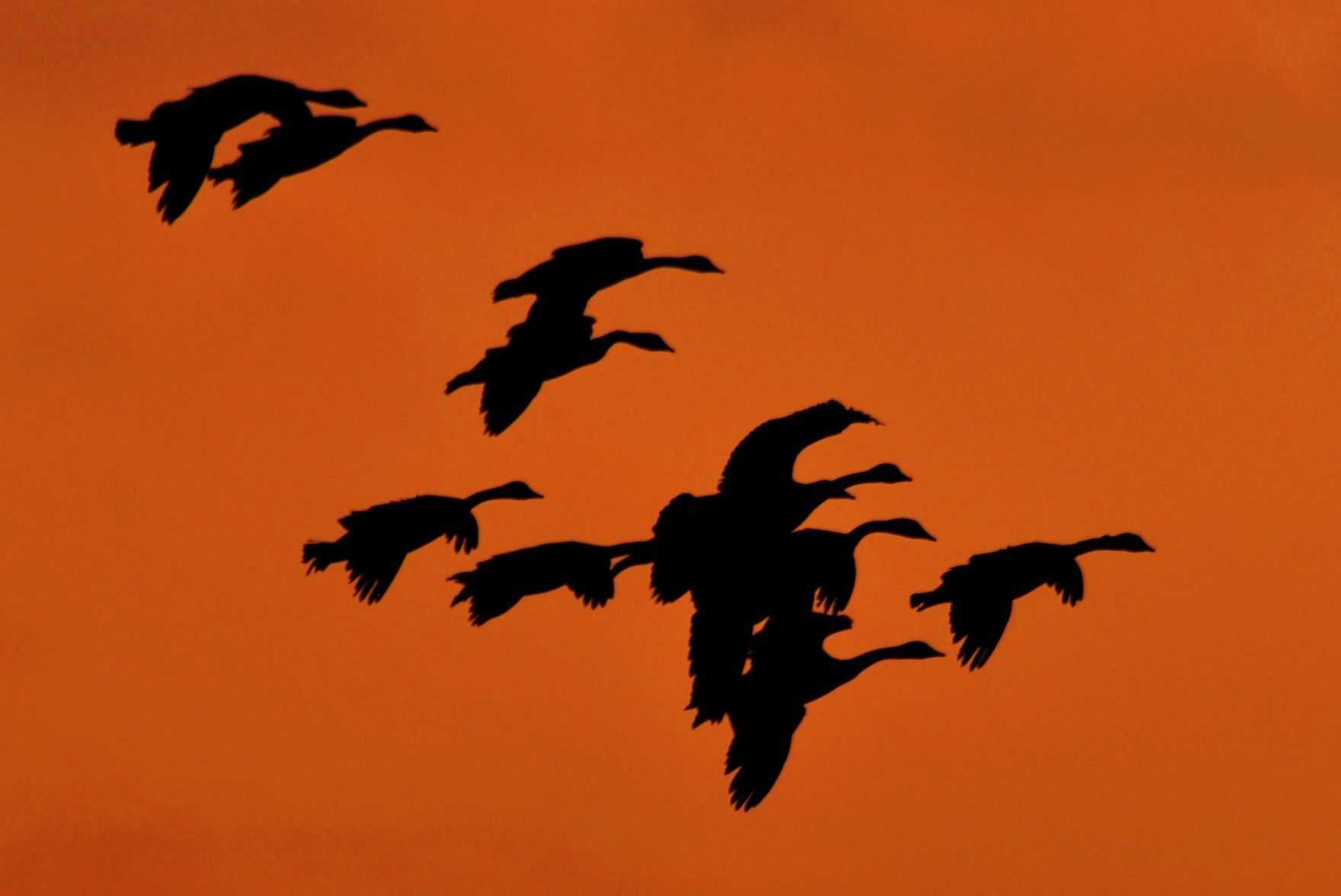sunrise honkers